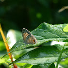 Common Caerulean