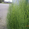 Unknown species of Horsetail
