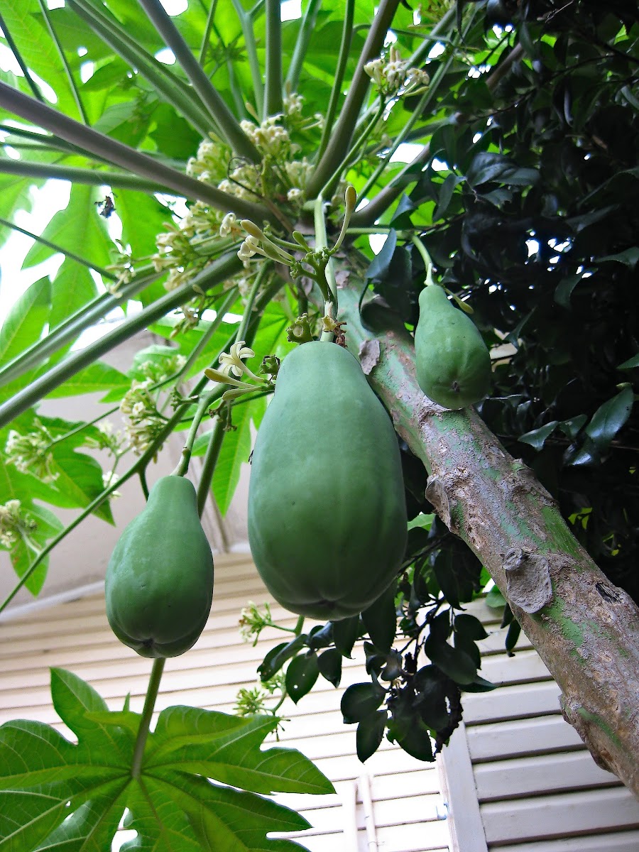 Pawpaw (Papaya)