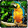 Parrot HD Wallpaper Live Download on Windows