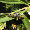 Monarch butterfly caterpillar