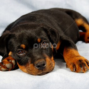 by Linda Jansen van Rensburg. - Animals - Dogs Puppies