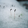 Moss seeds