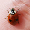Chinita Arlequín / Asian Lady Beetle