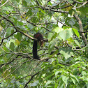 Malabar Squirrel