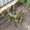 Kangaroo paw