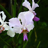 Cattleya Orchid