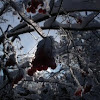 European Cranberrybush / Snowball tree