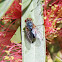 Bluebodied Golden Blowfly