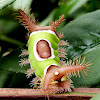 Saddleback Caterpillar Moth larva