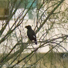 Crested Myna