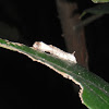 Silkworm Caterpillar