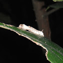 Silkworm Caterpillar