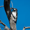 Acorn Woodpecker