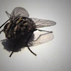 Blow-Fly