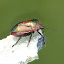 Shieldbug/Stinkbug