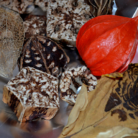 Treasures of Nature by Rumiana Doncheva - Artistic Objects Still Life