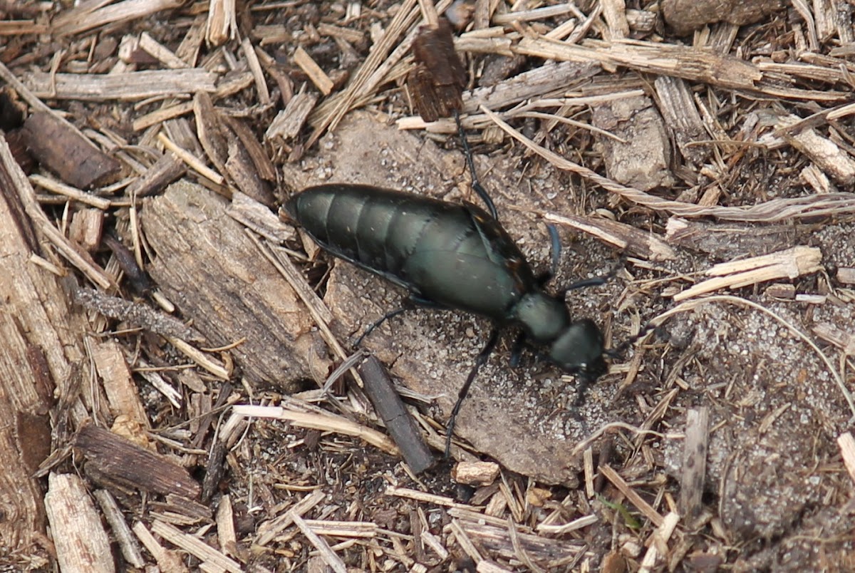 buttercup oil beetle