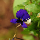 Crab spider