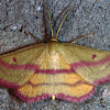 Chickweed Geometer