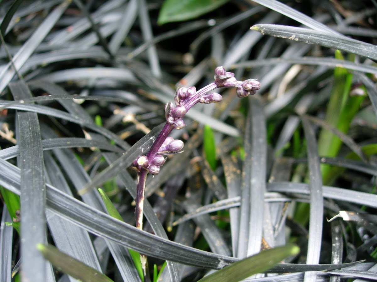 Ophiopogon planiscapus (Black mondo grass/Lilyturf)