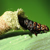 Bagworms, Bagmoths or Case Moths