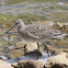 Willet