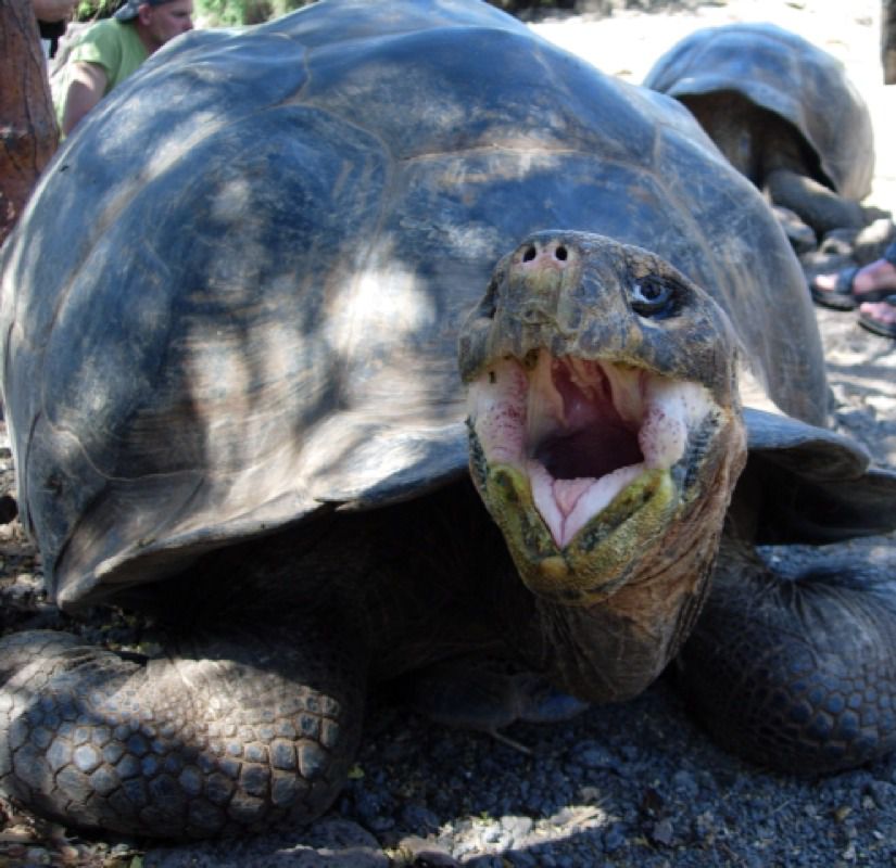 Tortuga gigante. Galapagos Giant tortoise
