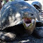 Tortuga gigante. Galapagos Giant tortoise