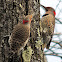 Northern (Yellow-shafted) Flicker