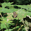 Speckled Wood