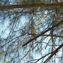 American Kestrel