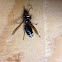 Bald-faced "Hornet", male