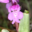 Southern Early Purple, orquidea