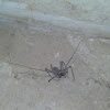 Tailess whip scorpion