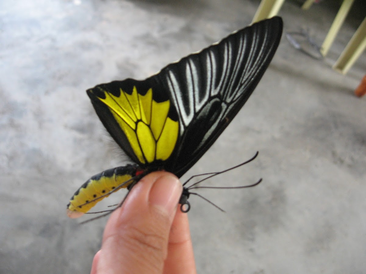Dr. Platen's Birdwing Butterfly
