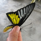 Dr. Platen's Birdwing Butterfly