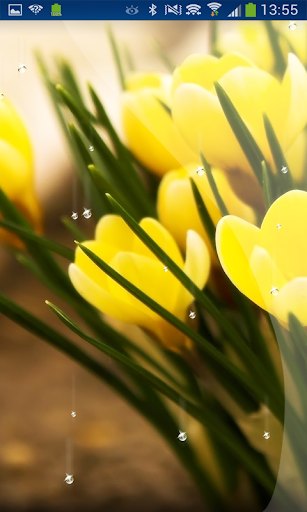 Spring Crocus Live Wallpaper