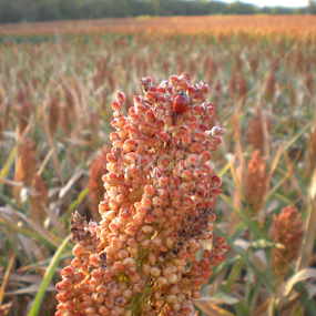 Ladybug in a maze by Linda Hackney - Nature Up Close Gardens & Produce