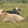 Nguni cattle