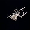 Garden Orb-Weaver Spider