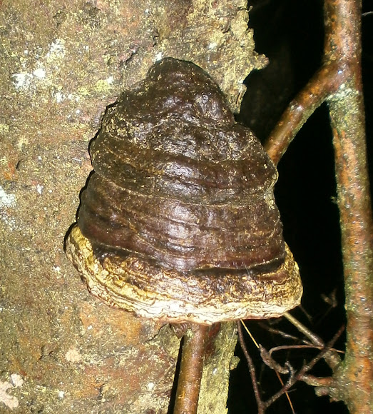 Horses Hoof Fungus? Project Noah