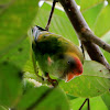 Sri Lankan Hanging-Parrot