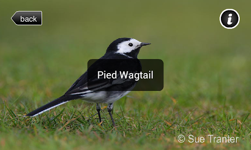 Birds of your Town Screenshots 11