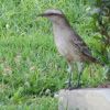 Chalk-browed Mockingbird 