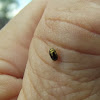 Green flea leaf beetle