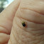 Green flea leaf beetle