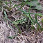 Northern Leopard Frog