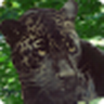 Amazon : Wild Animals icon