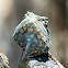 Blue headed /Tree Agama